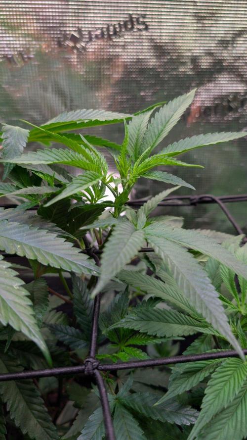 Blue Muffin / Manny-T Cut. Week 3