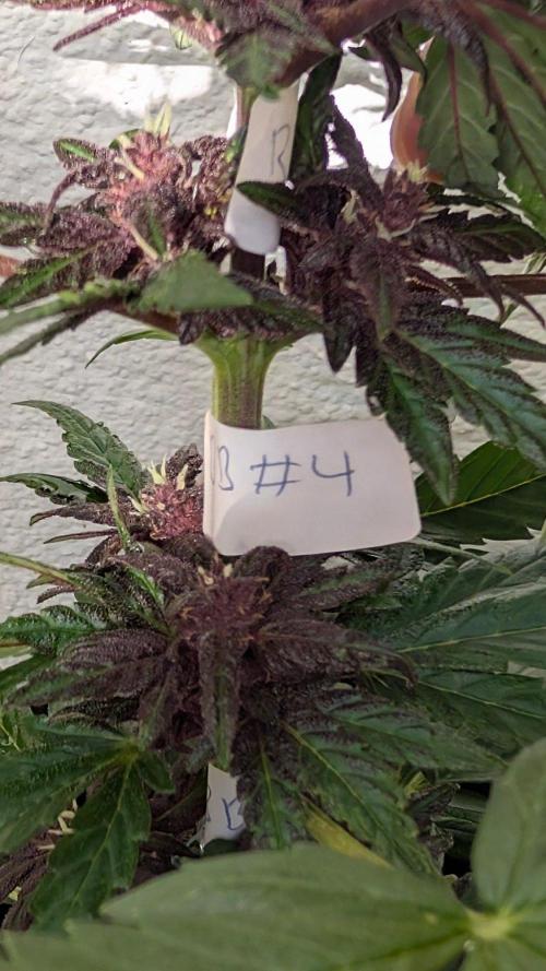 Progeny Testing the Berrys. Week 6