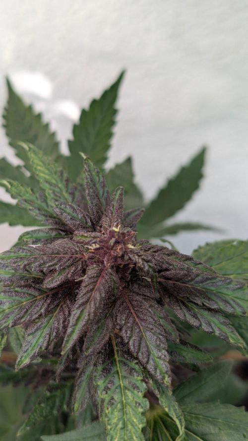 Progeny Testing the Berrys. Week 6