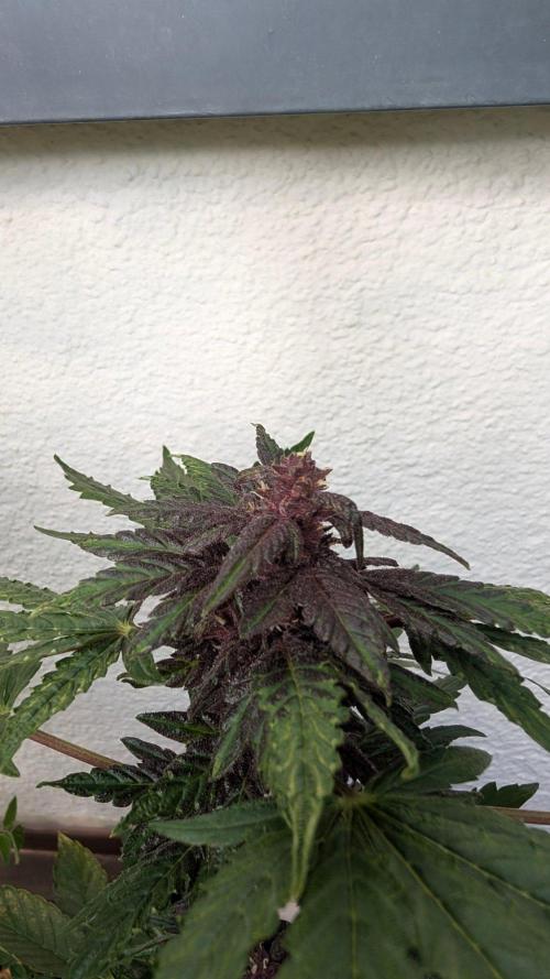 Progeny Testing the Berrys. Week 6