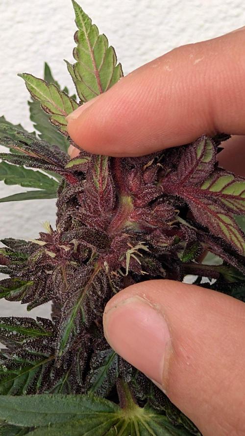 CBD Auto Blackberry Kush. Week 6
