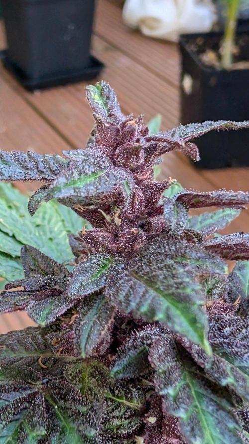 Progeny Testing the Berrys. Week 7