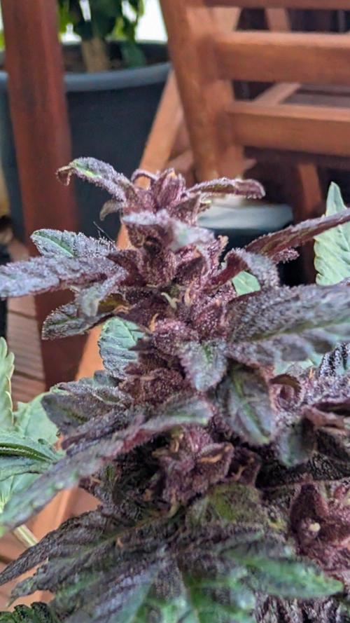 Progeny Testing the Berrys. Week 7