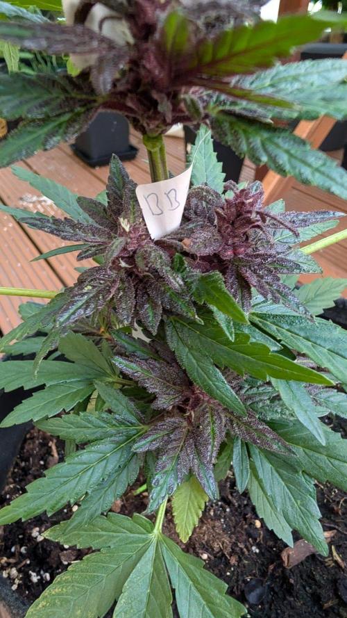 Progeny Testing the Berrys. Week 7