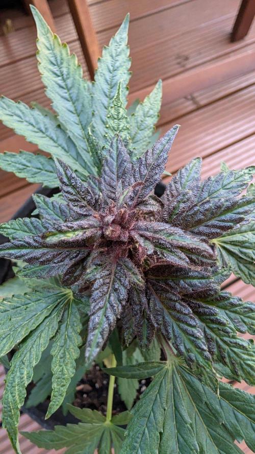 Progeny Testing the Berrys. Week 7