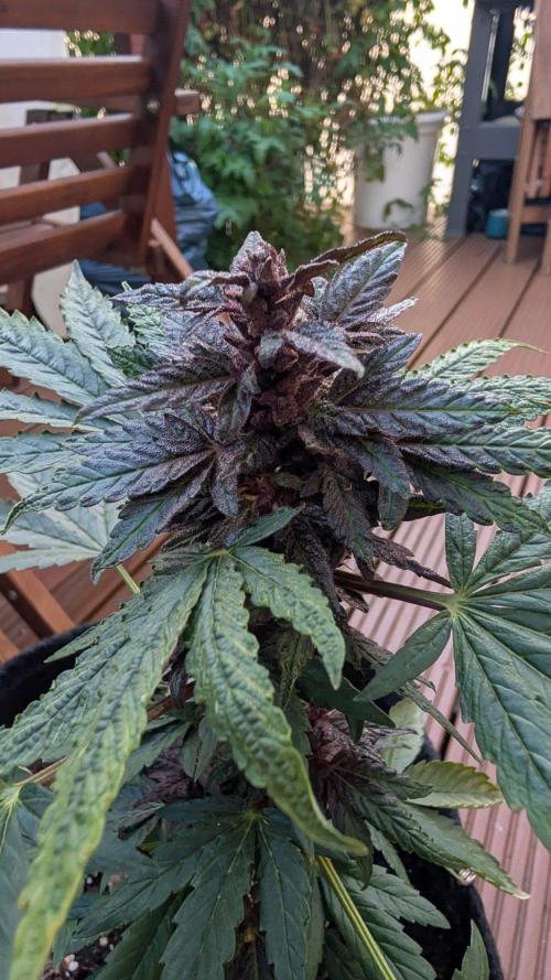 Progeny Testing the Berrys. Week 7
