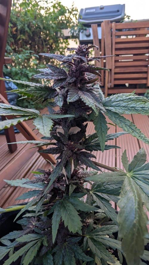 Progeny Testing the Berrys. Week 7