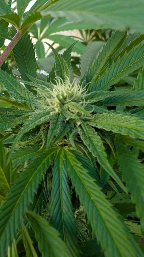 Coco Spritz. Week 14