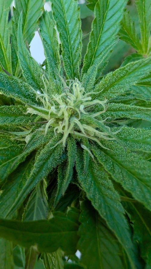 Coco Spritz. Week 14
