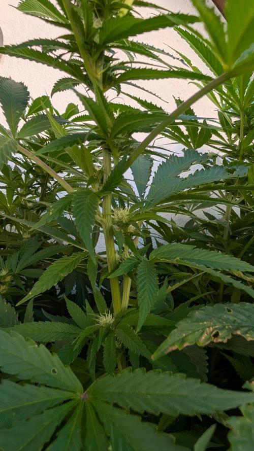 Coco Spritz. Week 14