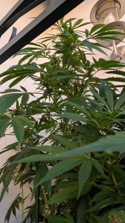 Coco Spritz. Week 14