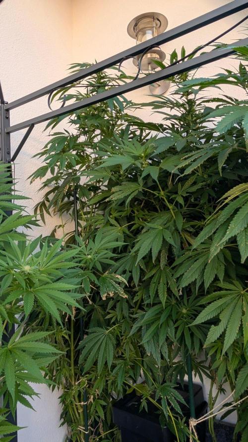 Coco Spritz. Week 14