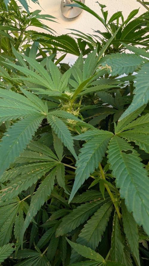 Coco Spritz. Week 14
