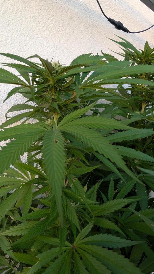 Coco Spritz. Week 14