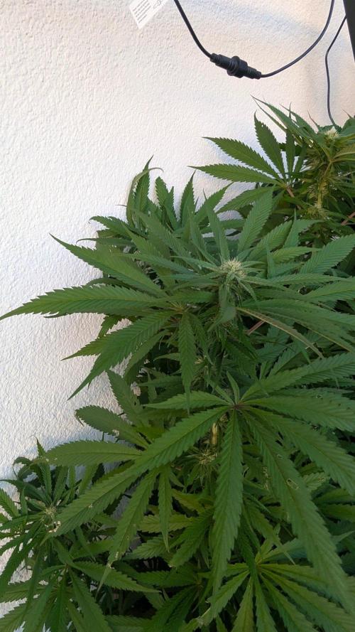 Coco Spritz. Week 14