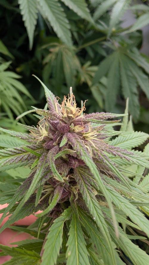 Oldshool Berrys. Week 14