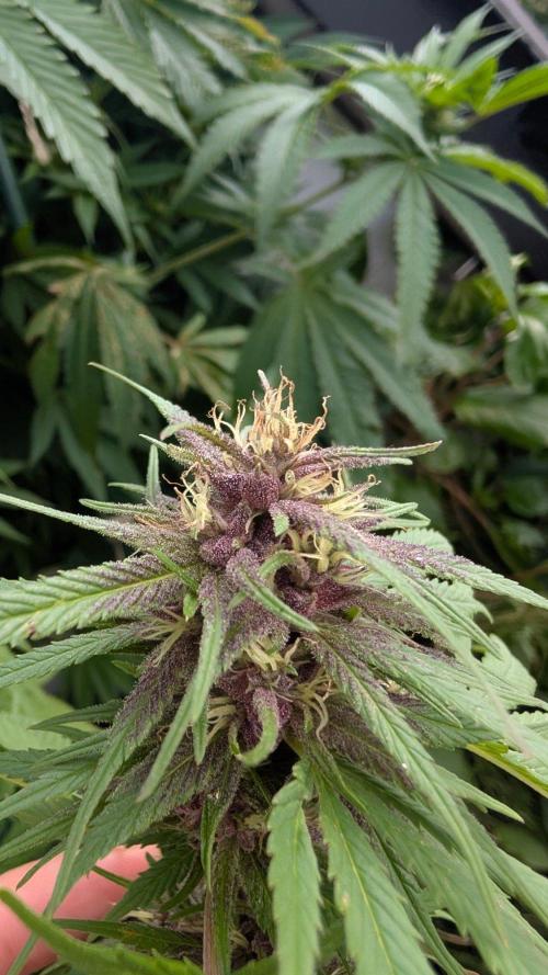 Oldshool Berrys. Week 14