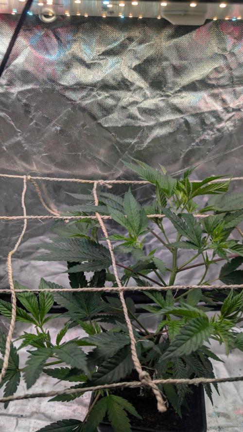 Mini-Tent Grow / Cutting. Week 4