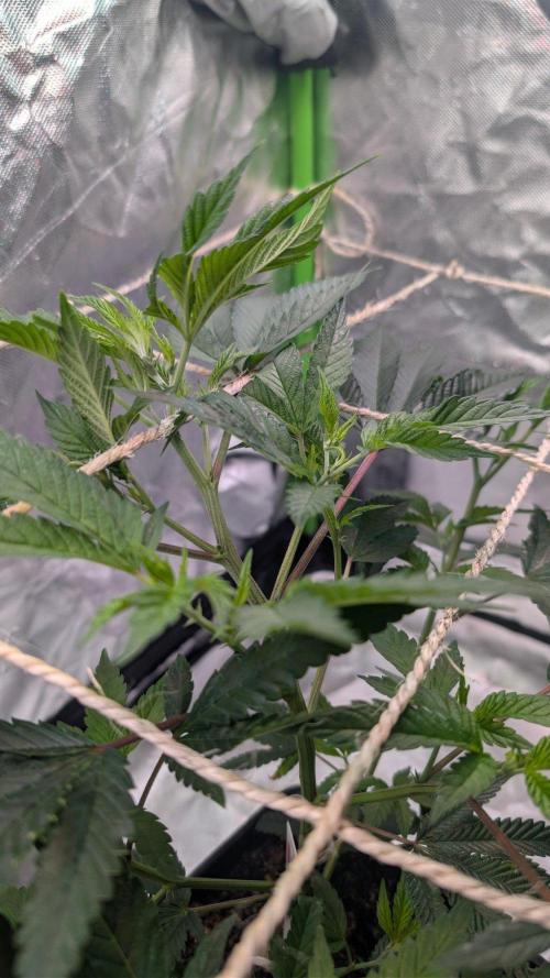 Mini-Tent Grow / Cutting. Week 4