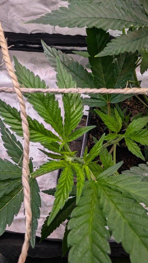 Mini-Tent Grow / Cutting. Week 4