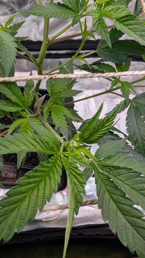 Mini-Tent Grow / Cutting. Week 4