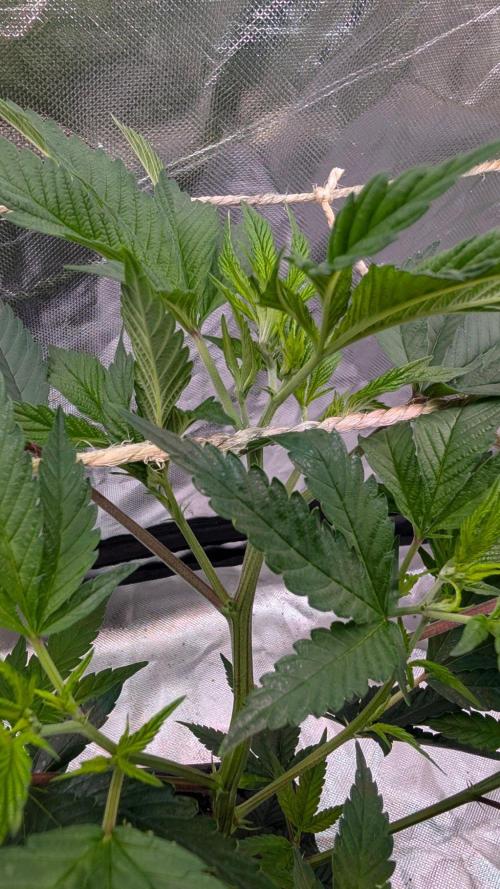 Mini-Tent Grow / Cutting. Week 4