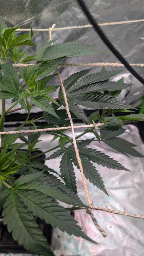Mini-Tent Grow / Cutting. Week 4