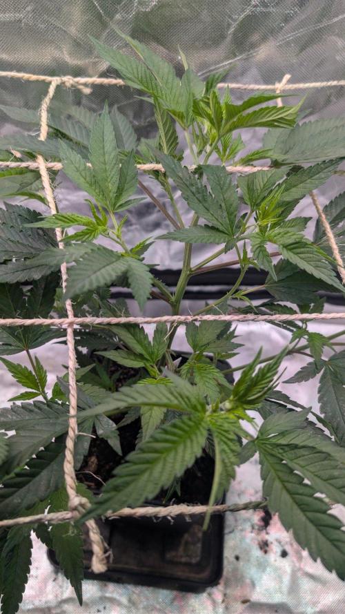 Mini-Tent Grow / Cutting. Week 4