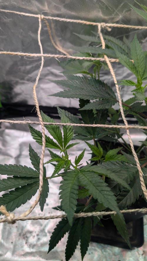 Mini-Tent Grow / Cutting. Week 4