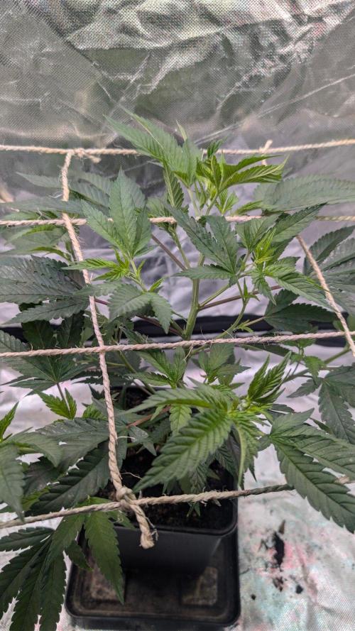 Mini-Tent Grow / Cutting. Week 4