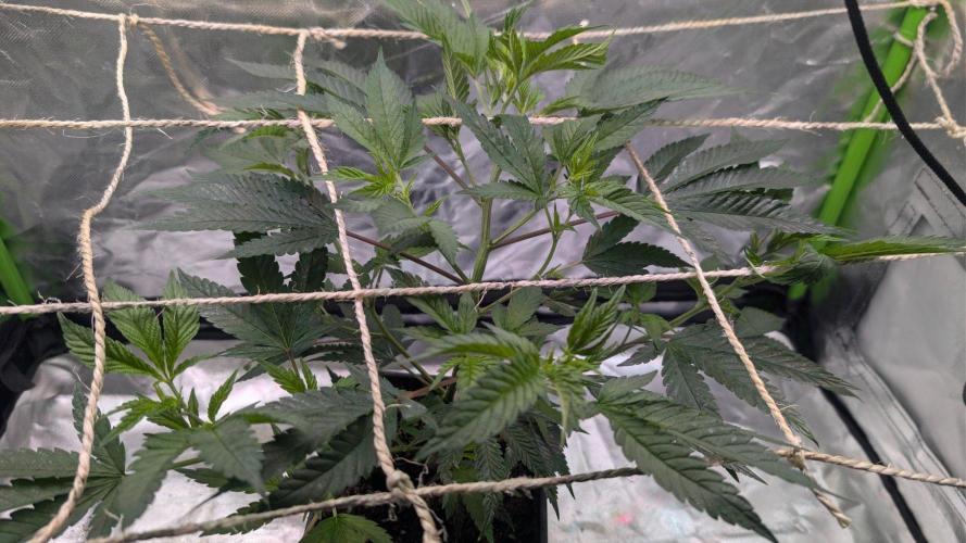Mini-Tent Grow / Cutting. Week 4