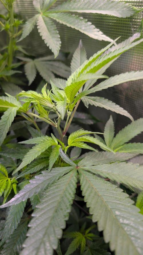Blue Muffin / Manny-T Cut. Week 4