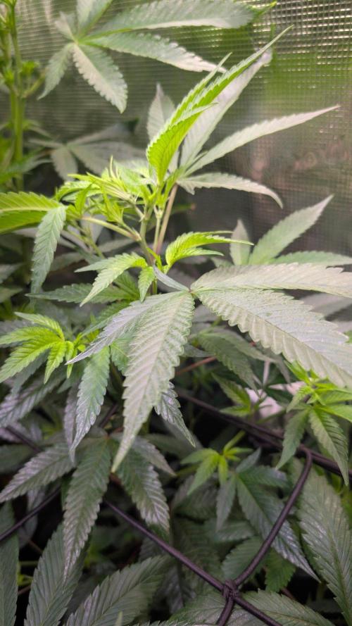 Blue Muffin / Manny-T Cut. Week 4