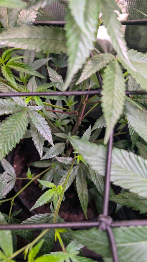 Blue Muffin / Manny-T Cut. Week 4