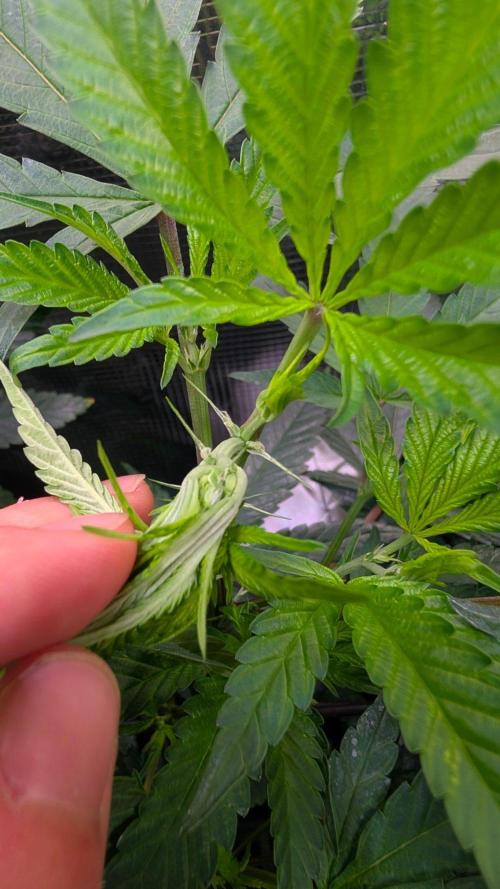 Blue Muffin / Manny-T Cut. Week 4