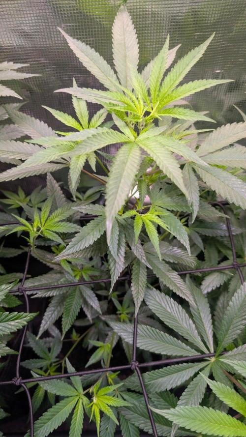 Blueberry Muffin. Week 4