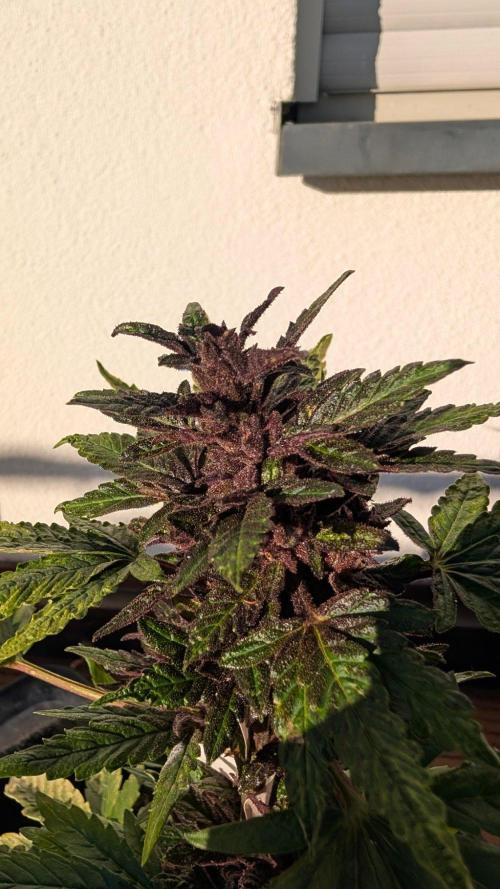 Progeny Testing the Berrys. Week 8