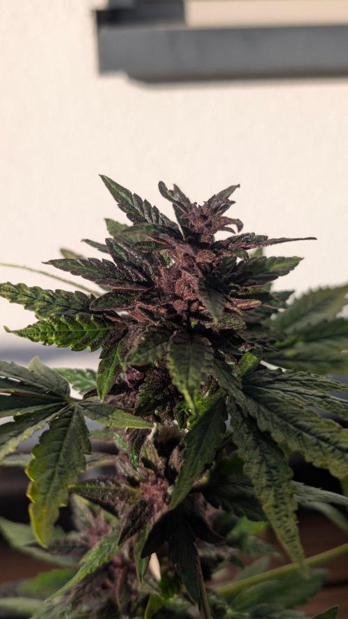 Progeny Testing the Berrys. Week 8
