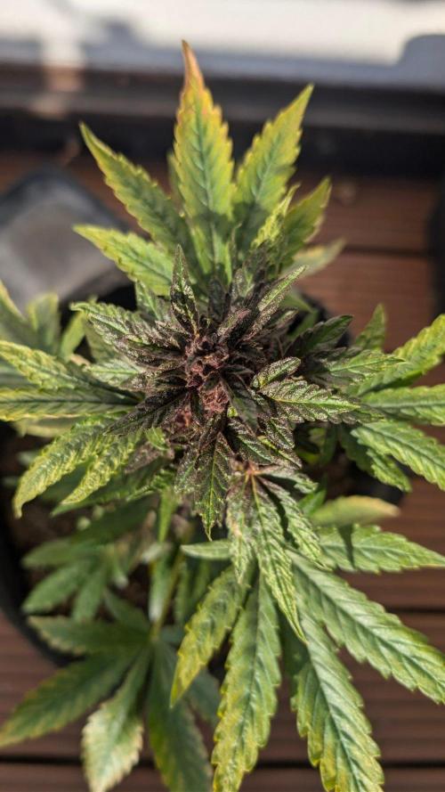Progeny Testing the Berrys. Week 8