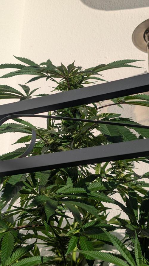 Coco Spritz. Week 15