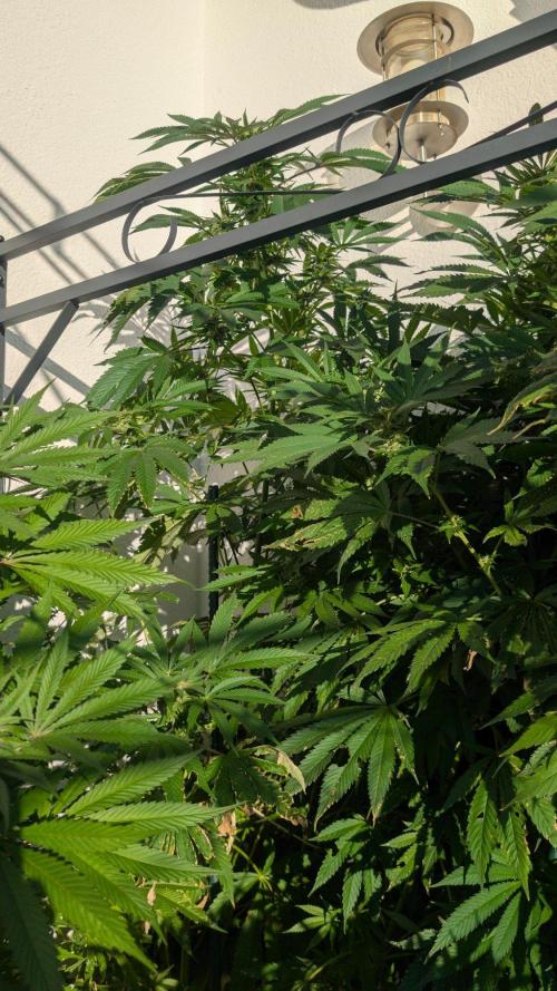Coco Spritz. Week 15