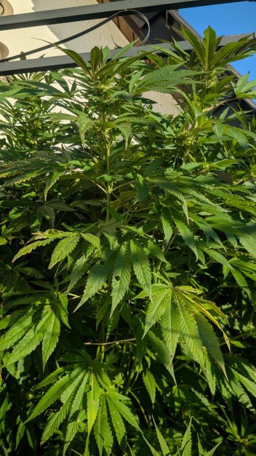 Coco Spritz. Week 15