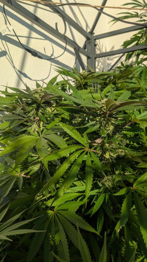 Coco Spritz. Week 15