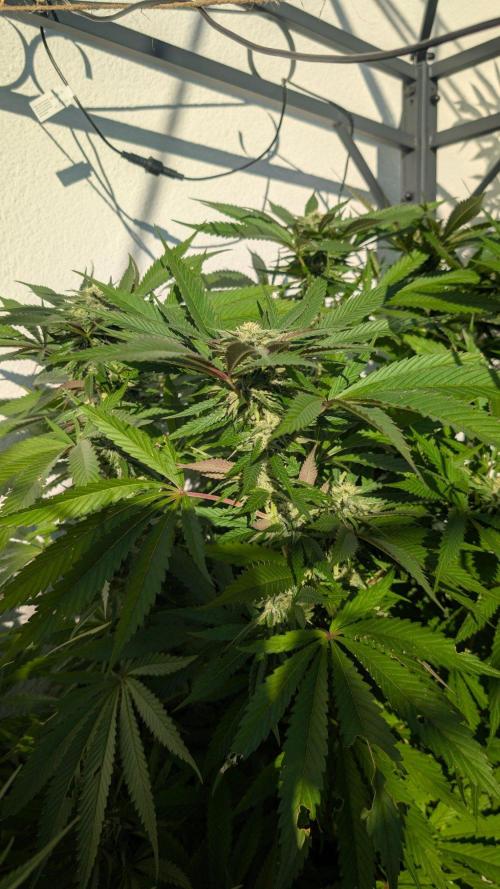 Coco Spritz. Week 15