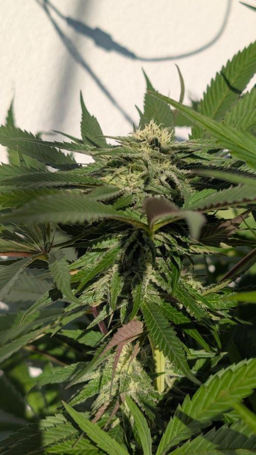 Coco Spritz. Week 15