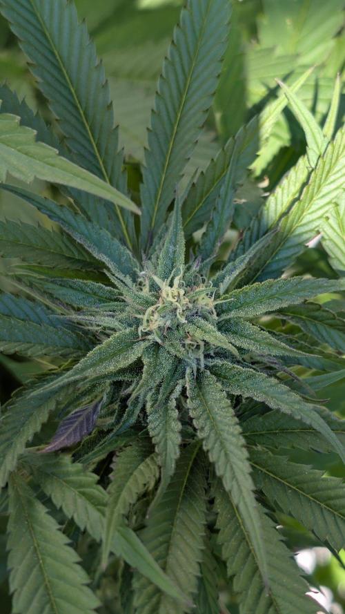 Coco Spritz. Week 15