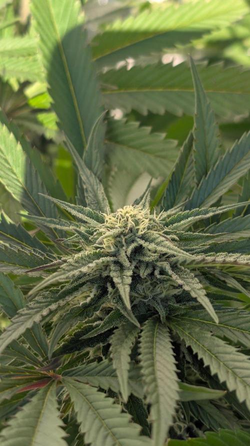 Coco Spritz. Week 15
