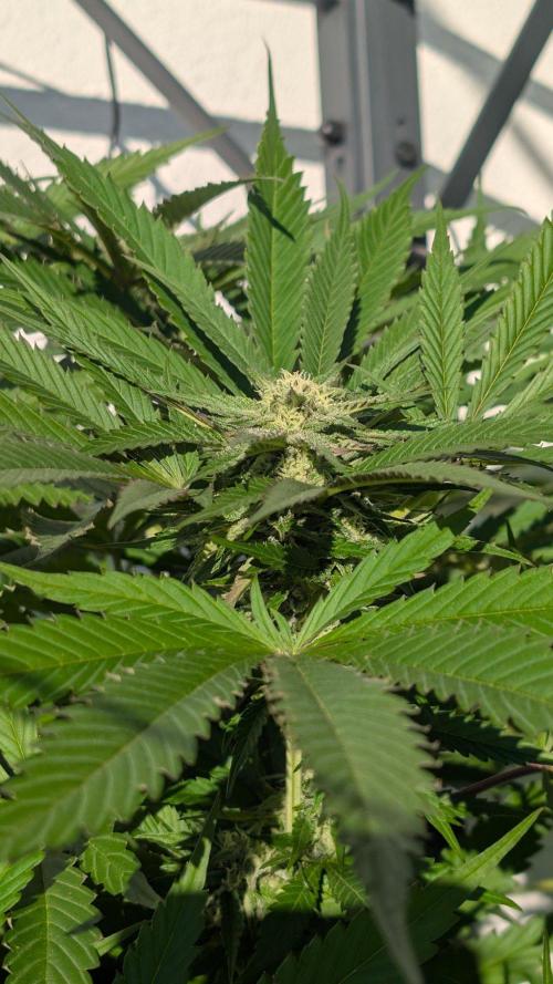 Coco Spritz. Week 15