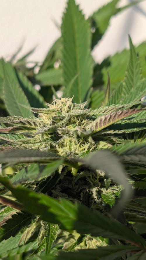 Coco Spritz. Week 15