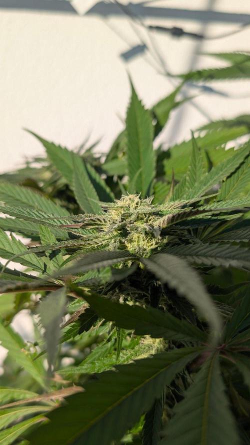 Coco Spritz. Week 15
